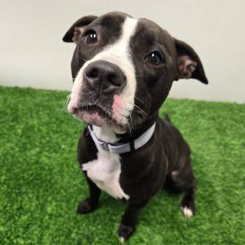 Pit Bull Terrier Dogs Available for Adoption in Columbia, Missouri - Arlene | PetCurious