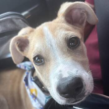 Rescue Labrador Retriever Dogs for Adoption in New York, New York - LOLO In NY To Meet & Greet! | PetCurious