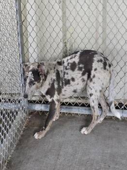 A432672 -  Labrador Retriever and Catahoula Leopard Dog Dog for Adoption in Conroe, Texas - A432672 | PetCurious