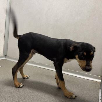 Dino -  Hound Dog for Adoption in Des Moines, Iowa - Dino | PetCurious