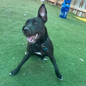 Black Cat -  Black Labrador Retriever and Mixed Breed Dog for Adoption in St. Louis, Missouri - Black Cat | PetCurious