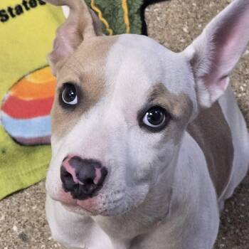 Cider -  Mixed Breed Dog for Adoption in Sonoma, California - Cider | PetCurious