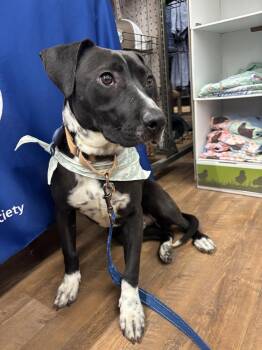 Beagle Dogs Available for Adoption in Powell, Ohio - Dash | PetCurious