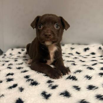Carova -  Mixed Breed Dog for Adoption in Rockville, Maryland - Carova | PetCurious