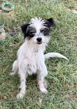 Delilah -  Terrier Dog for Adoption in Mcallen, Texas - Delilah | PetCurious