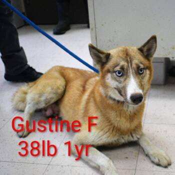 Husky Dogs Available for Adoption in Fairfax Station, Virginia - Gustine | PetCurious