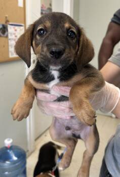 Skip Tickletoes -  Hound Dog Available for Adoption in Gautier, Mississippi - Skip Tickletoes | PetCurious