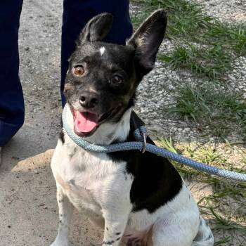Rescue Chihuahua and Terrier Dogs for Adoption in Spring, Texas - Dea | PetCurious