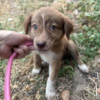 Ember -  Cattle Dog and Great Pyrenees Dog for Adoption in Harlingen, Texas - Ember | PetCurious