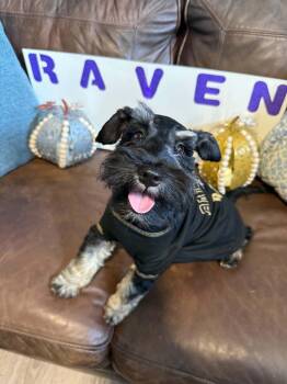 Raven -  Miniature Schnauzer Dog for Adoption in Newberg, Oregon - Raven | PetCurious