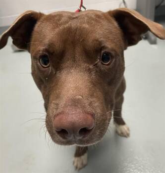 TUCKER -  Pit Bull Terrier Dog for Adoption in St. Cloud, Florida - TUCKER | PetCurious