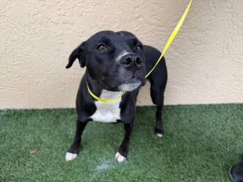 Staffordshire Bull Terrier and Labrador Retriever Dogs Available for Adoption in Lakeland, Florida - Olga | PetCurious