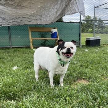 Meatball -  Mixed Breed Dog for Adoption in Harrisonburg, Virginia - Meatball | PetCurious