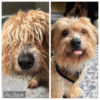 Rhino -  Yorkshire Terrier Dog for Adoption in Stamford, Connecticut - Rhino | PetCurious