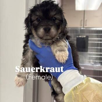 Poodle and Labrador Retriever Dogs Available for Adoption in Hillside, Illinois - Sauerkraut CA | PetCurious