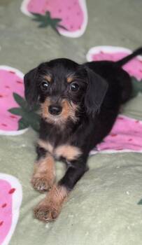 Toby -  Dachshund and Chihuahua Dog for Adoption in Yuba City, California - Toby | PetCurious