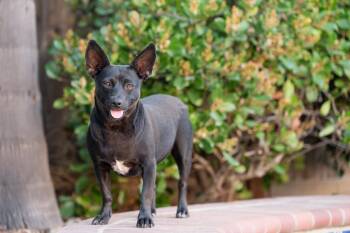 Chihuahua and Dachshund Dogs Available for Adoption in Tracy, California - Tali | PetCurious