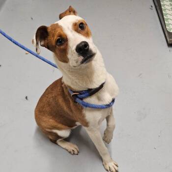 Hound Dogs Available for Adoption in Concord, North Carolina - Periwinkle | PetCurious