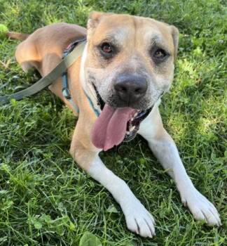 Leo -  Mixed Breed Dog for Adoption in Cincinnati, Ohio - Leo | PetCurious