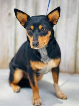 Minnie Mouse -  Lancashire Heeler and Dachshund Dog for Adoption in Derry, New Hampshire - Minnie Mouse | PetCurious