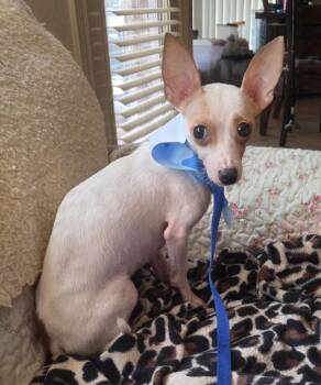 Chihuahua Dogs Available for Adoption - Maximillion | PetCurious
