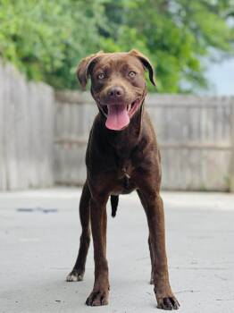 AC-4576 "Miguel" -  Chocolate Labrador Retriever Dog Available for Adoption in Conyers, Georgia - AC-4576 "Miguel" | PetCurious