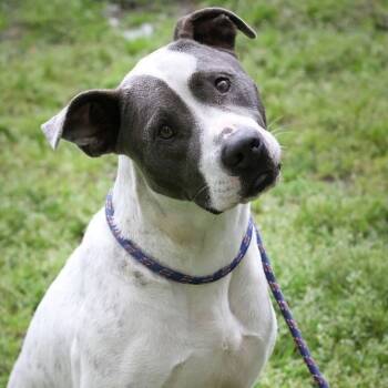 Frost -  American Staffordshire Terrier Dog for Adoption in Magnolia, Texas - Frost | PetCurious