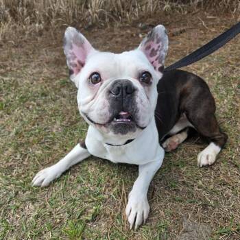 French Bulldog and Boston Terrier Dogs Available for Adoption - Richie | PetCurious