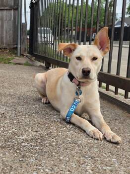 Mixed Breed Dogs Available for Adoption in Seville, Ohio - Opal | PetCurious
