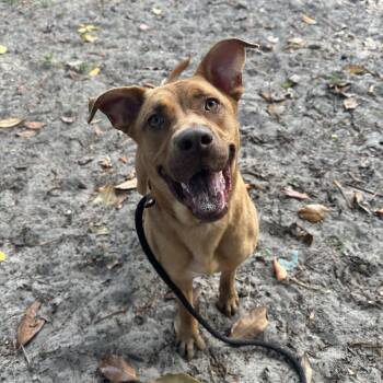 Shelby -  Mixed Breed Dog for Adoption in Gainesville, Florida - Shelby | PetCurious