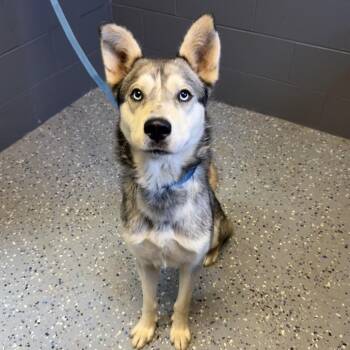 TUSC-Stray-84660 -  Husky and Shepherd Dog for Adoption in Tuscaloosa, Alabama - TUSC-Stray-84660 | PetCurious