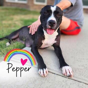 Rescue Pit Bull Terrier Dogs for Adoption in Sealy, Texas - Pepper | PetCurious