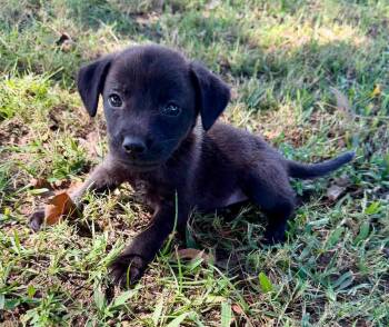 Hickory -  Mixed Breed Dog for Adoption in Eutawville, South Carolina - Hickory | PetCurious