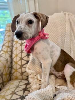 Courtney the Cutie -  Pit Bull Terrier Dog for Adoption in Friendswood, Texas - Courtney The Cutie | PetCurious