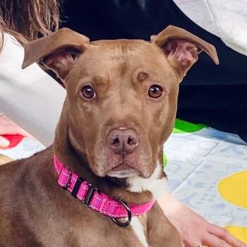 Pit Bull Terrier and Chocolate Labrador Retriever Dogs Available for Adoption in Richmond, Virginia - Honey | PetCurious