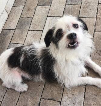 Scruffy -  Shih Tzu and Fox Terrier Dog for Adoption in New Port Richey, Florida - Scruffy | PetCurious