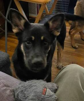 River -  German Shepherd Dog Dog for Adoption in Grand Forks, North Dakota - River | PetCurious