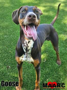 Doberman Pinscher and Dalmatian Dogs Available for Adoption - Goose | PetCurious