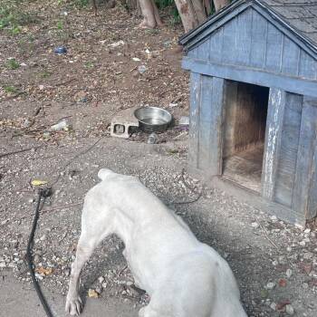 aurora -  Boxer and American Bulldog Dog for Adoption in Spring Hill, Kansas - Aurora | PetCurious