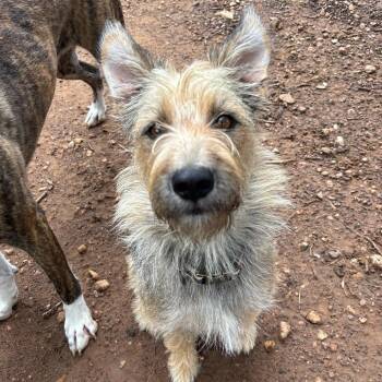 Dolly -  Terrier and Poodle Dog for Adoption in Cedar Creek, Texas - Dolly | PetCurious