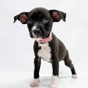 680 (2026) Ostrich -  Pit Bull Terrier and Mixed Breed Dog for Adoption in Parker, Colorado - 680 (2026) Ostrich | PetCurious