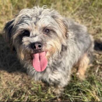 Maple -  Cairn Terrier and Mixed Breed Dog for Adoption in Tacoma, Washington - Maple | PetCurious