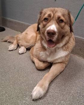 KATY -  Golden Retriever and Mixed Breed Dog for Adoption in Las Vegas, Nevada - KATY | PetCurious