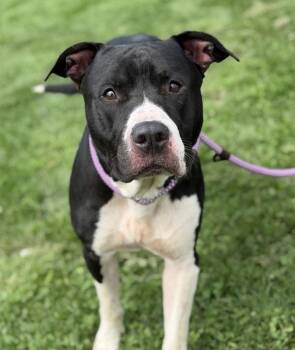 Oreo -  Pit Bull Terrier Dog for Adoption in Lancaster, Ohio - Oreo | PetCurious