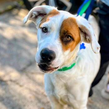 Roo Roo -  Great Pyrenees and Mixed Breed Dog for Adoption in Campton Hills, Illinois - Roo Roo | PetCurious