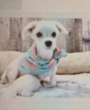 Kohl -  Maltese Dog for Adoption in Washington, District Of Columbia - Kohl | PetCurious