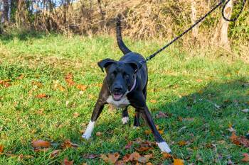Rescue Mixed Breed Dogs for Adoption in Blair, Nebraska - Reyna | PetCurious