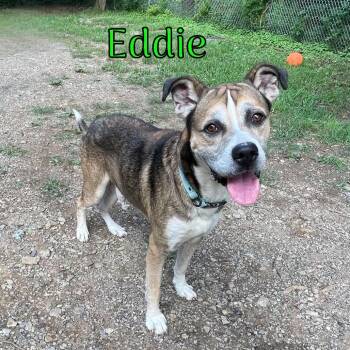 Eddie -  Hound and Mixed Breed Dog for Adoption in Oak Ridge, Tennessee - Eddie | PetCurious