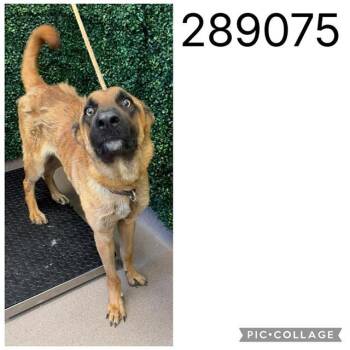 PATRICK -  Belgian Shepherd Malinois Dog for Adoption in Macon, Georgia - PATRICK | PetCurious