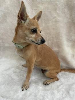 Chihuahua Dogs Available for Adoption - Meme | PetCurious